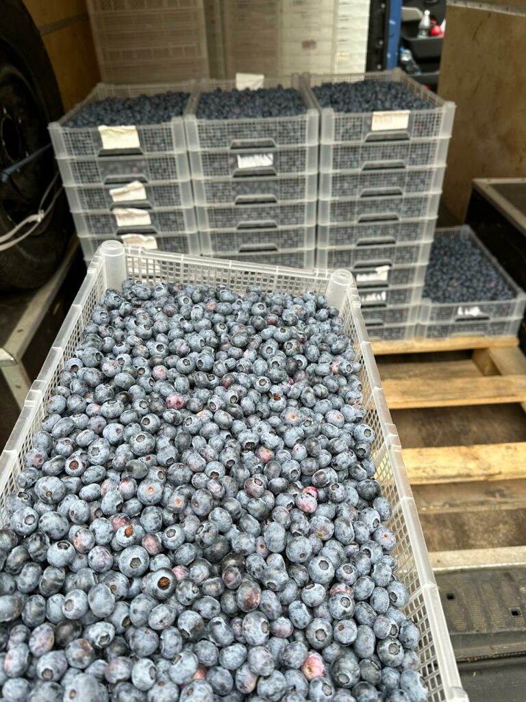 blueberries from poland
