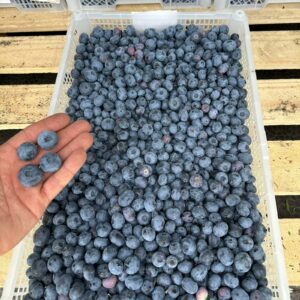 blueberries from poland