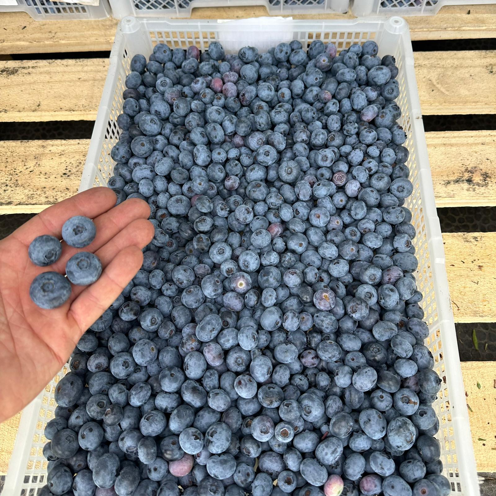 blueberries from poland