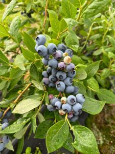 polish berries