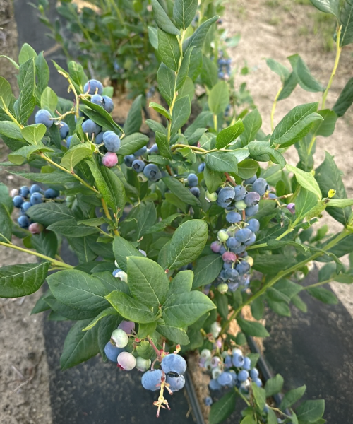 blueberries from poland