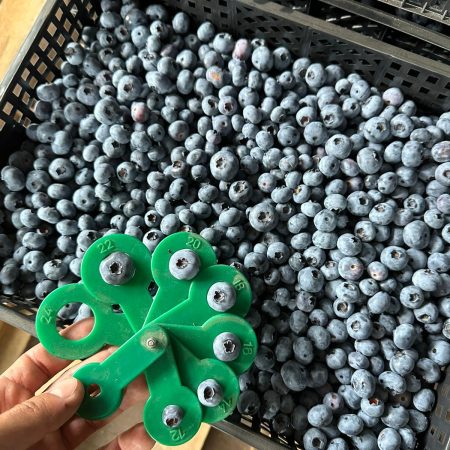 blueberries from poland